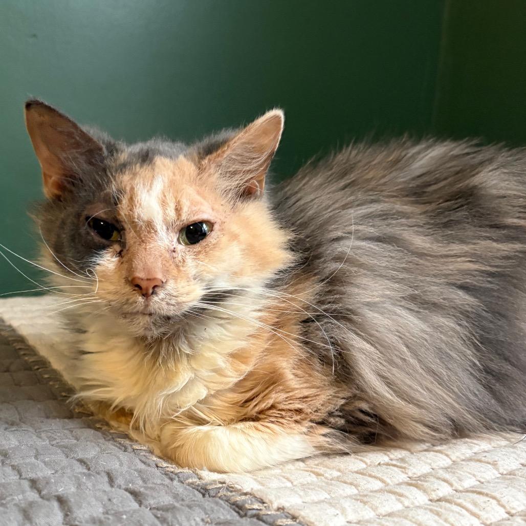 Paisley, a Adoptable Domestic Long Hair in Johnstown, PA image 2/2