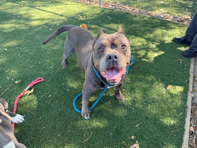 Enlarge PAPA JOHN, a Adoptable Pit Bull Terrier in Antioch, CA image 1/1