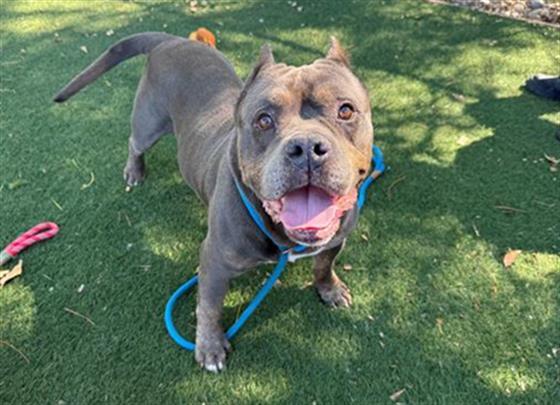 PAPA JOHN, Adoptable, Adult Male Pit Bull Terrier.