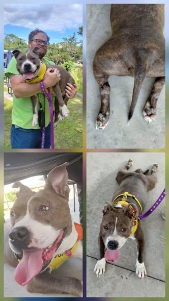 Enlarge Sweet Potato, a Adoptable mixed breed in Gainesville, FL image 1/3