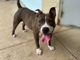 Enlarge Sweet Potato, a Adoptable mixed breed in Gainesville, FL image 2/3
