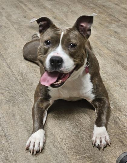 Enlarge Sweety, a Adoptable mixed breed in Gainesville, FL image 1/1