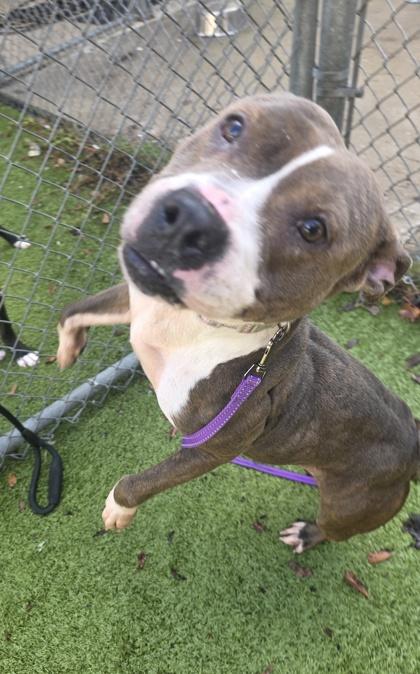 Enlarge Sweety, a Adoptable mixed breed in Gainesville, FL image 1/1