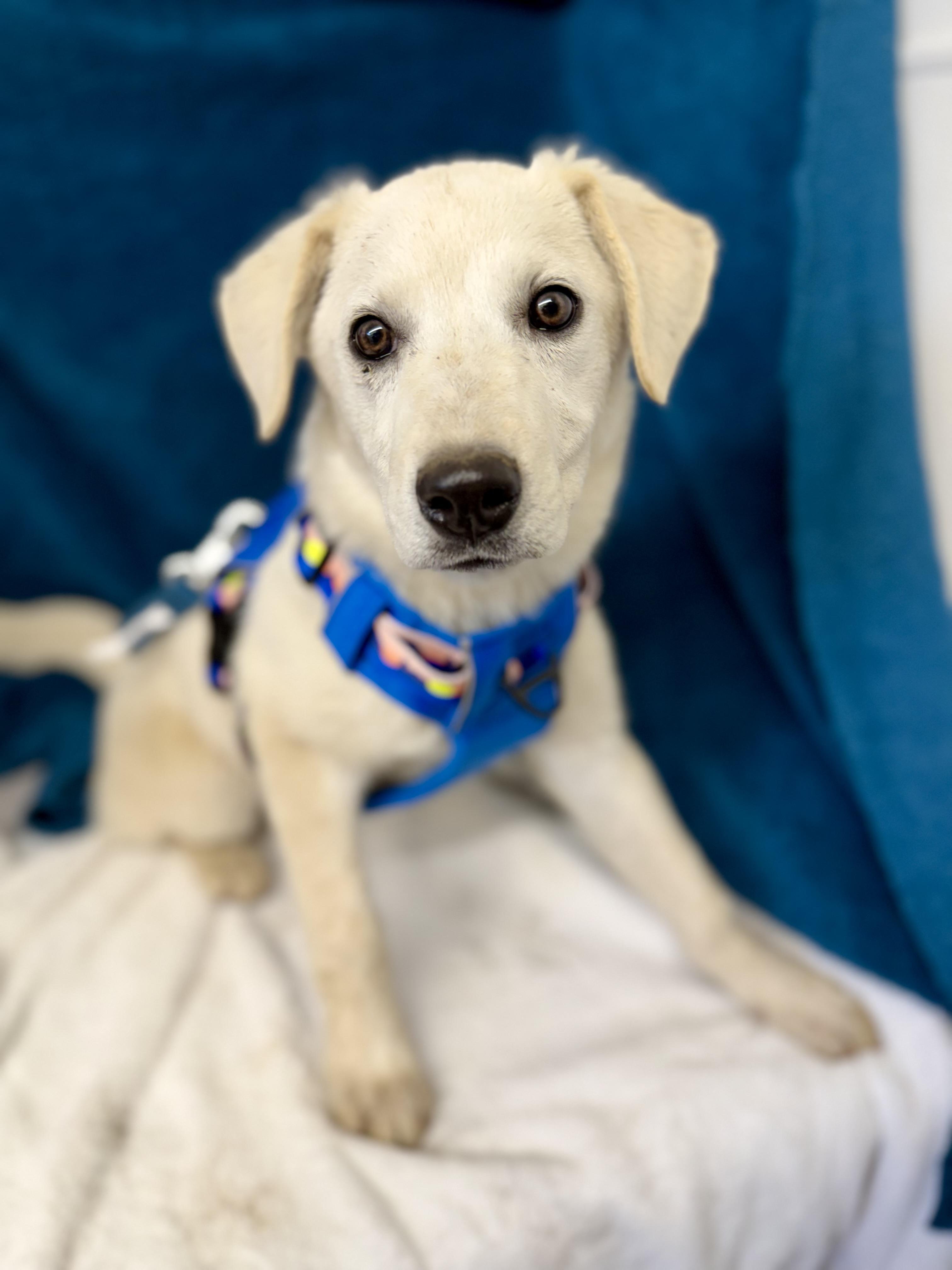 Boss — thumbnail 2