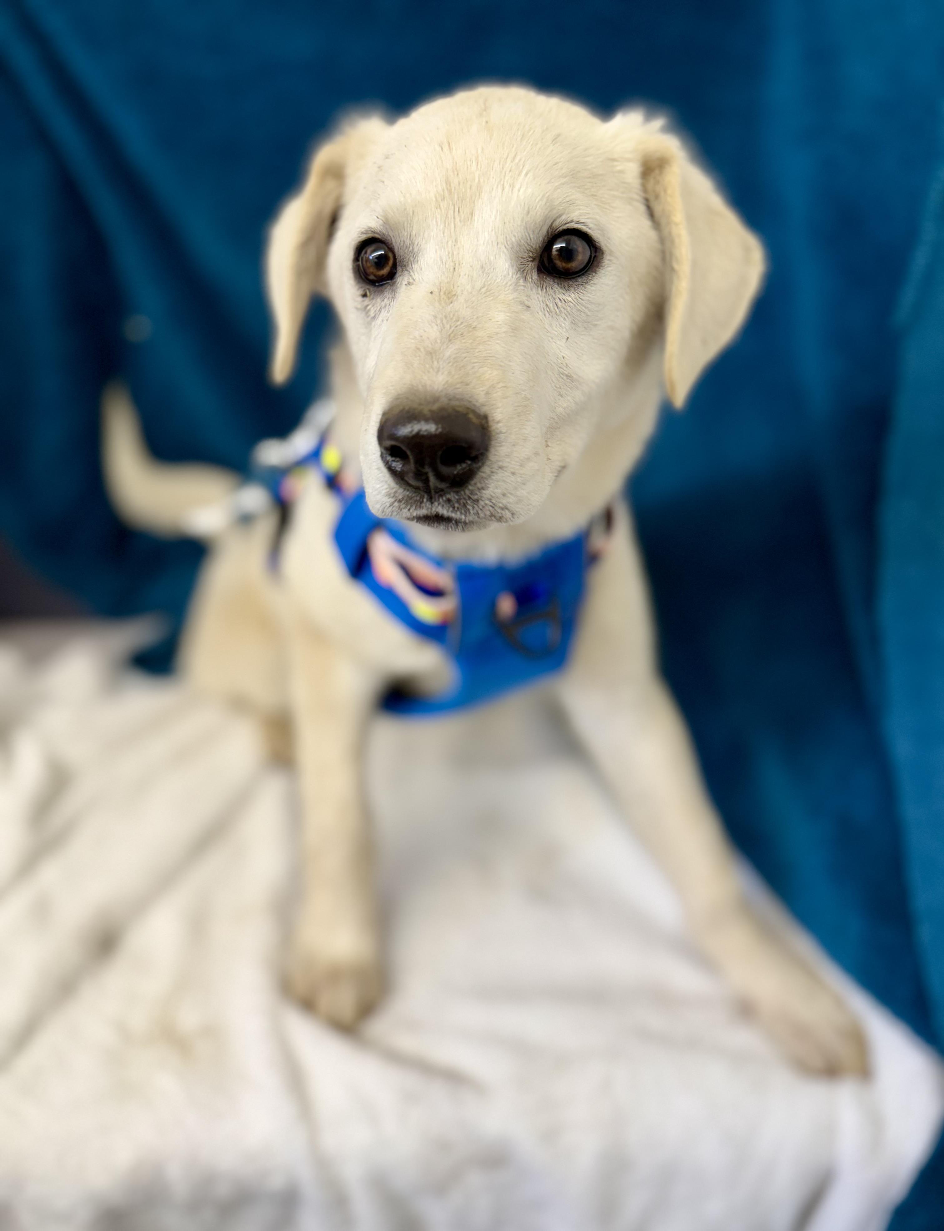 Boss — thumbnail 3