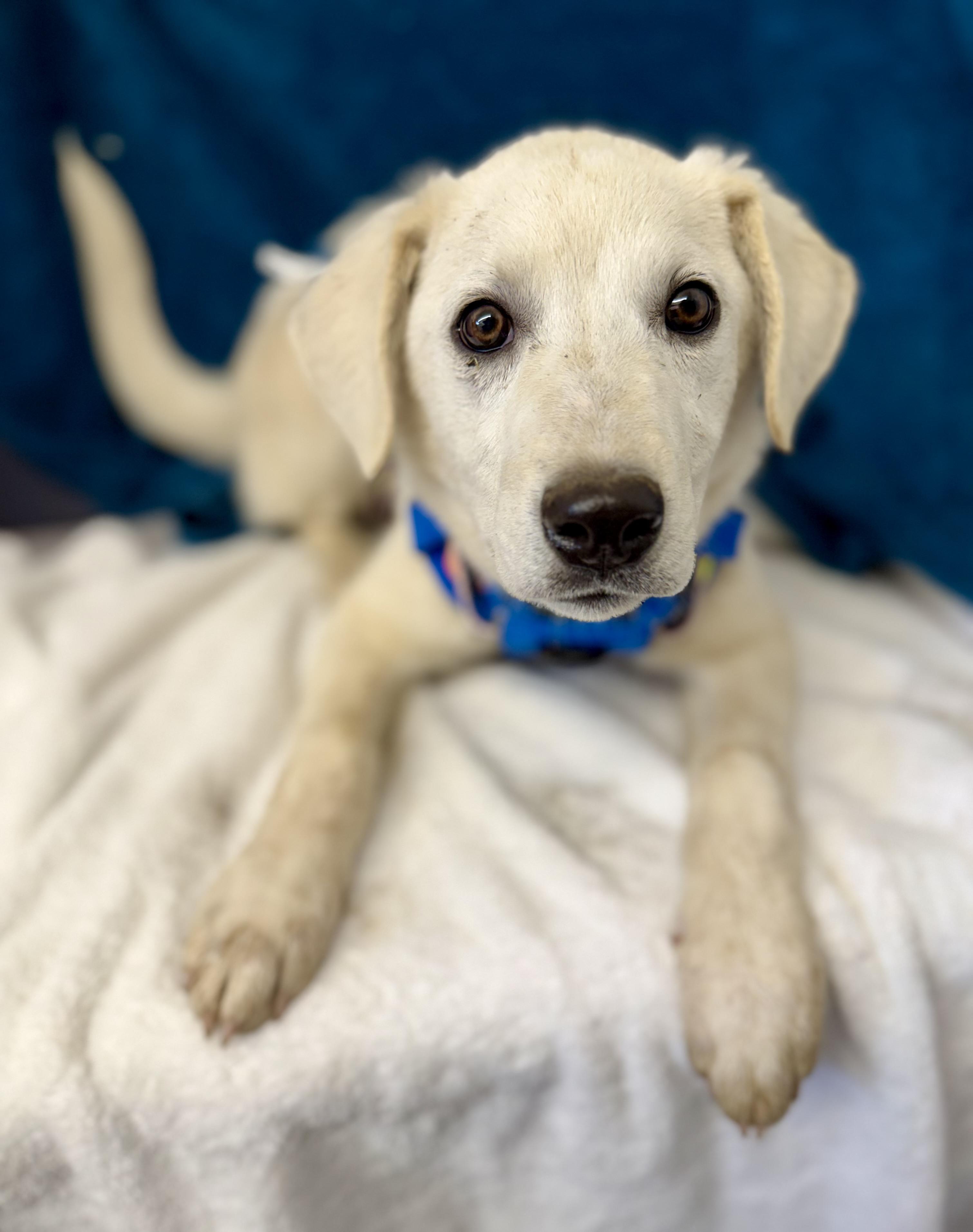 Boss — thumbnail 4