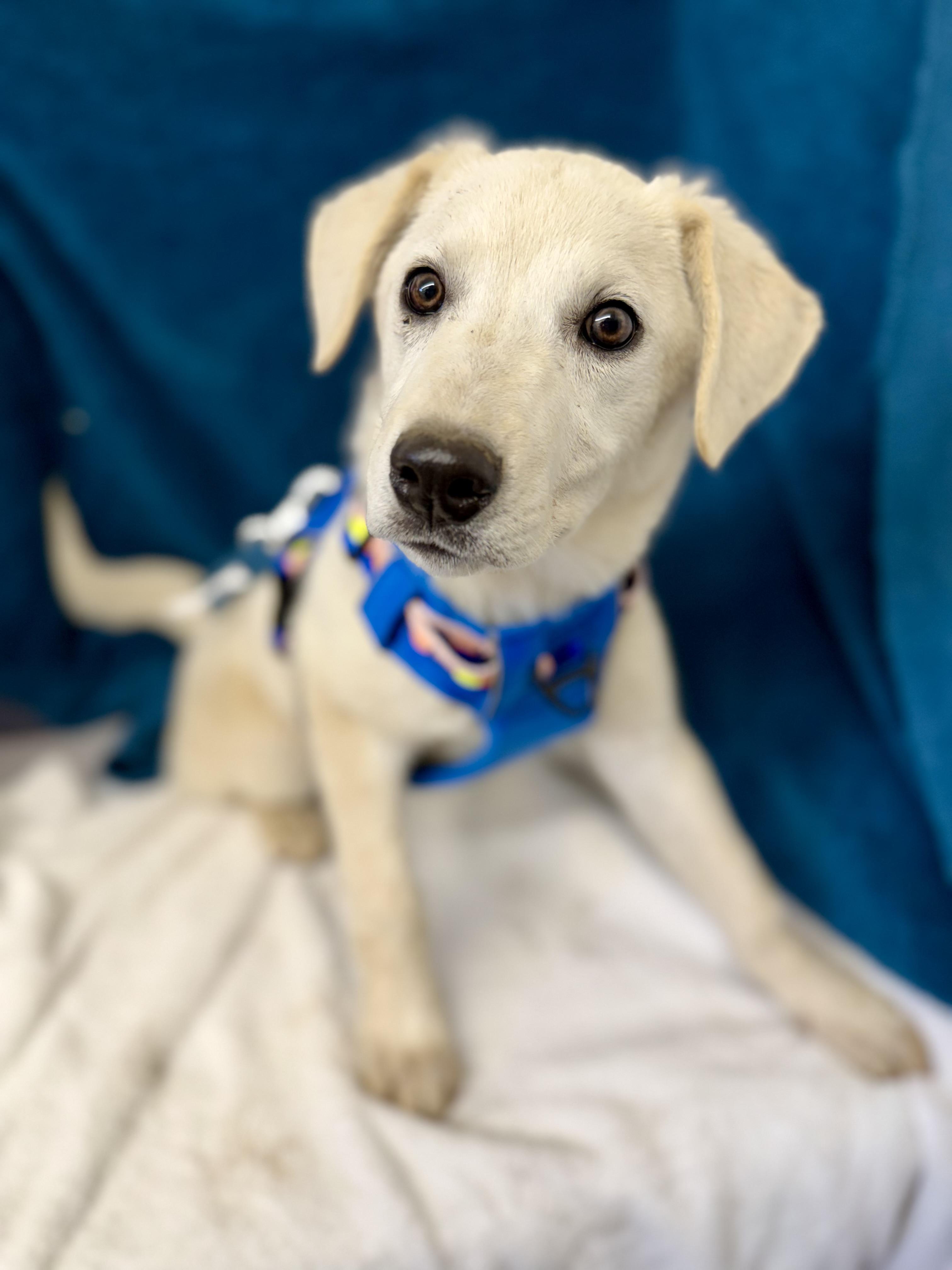 Boss — thumbnail 5