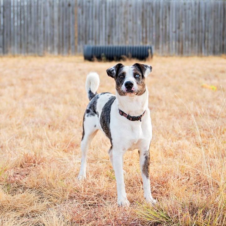 Enlarge *Willow, a Adoptable mixed breed in Justin, TX image 1/11