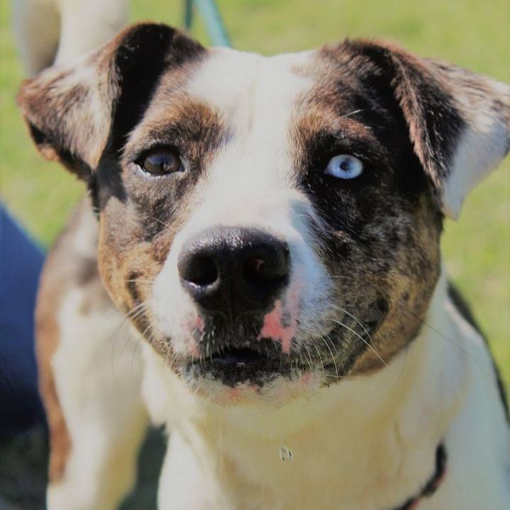 Enlarge *Willow, a Adoptable mixed breed in Justin, TX image 2/11