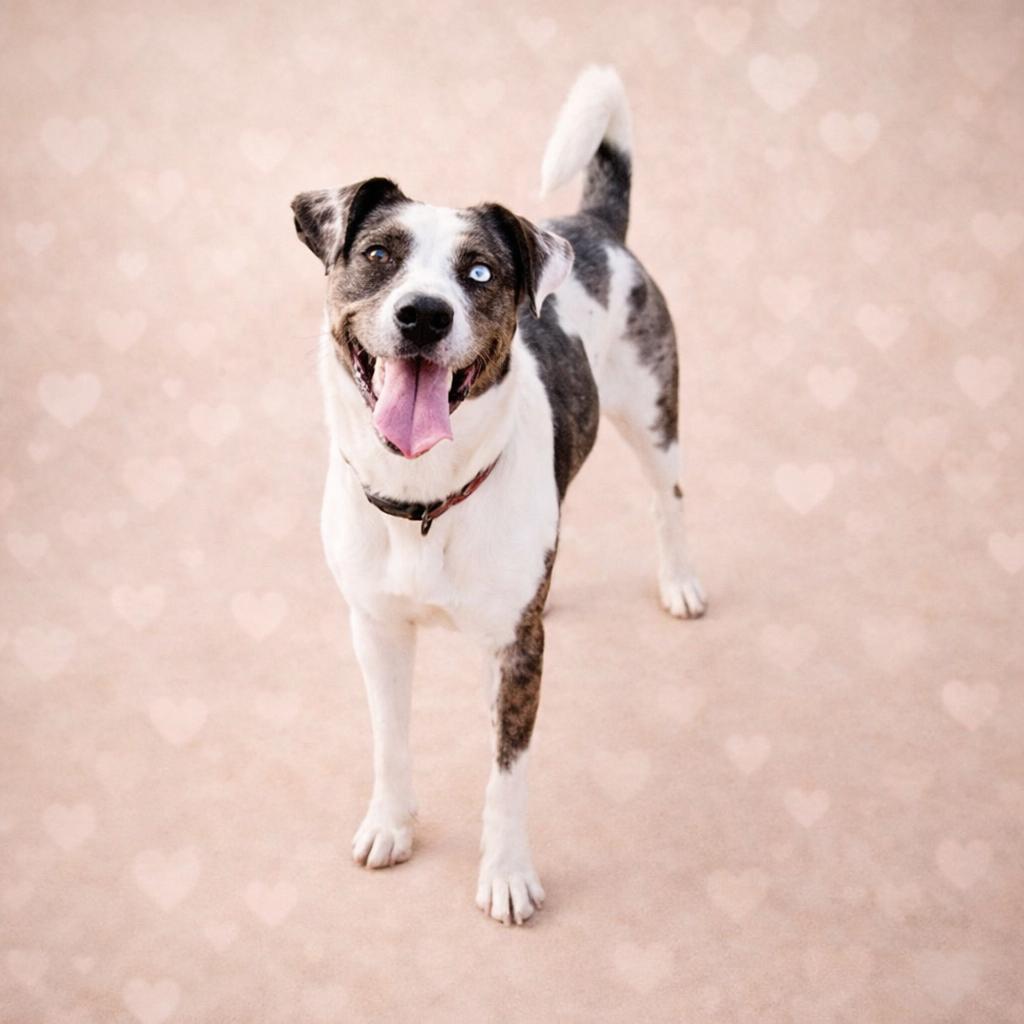 Enlarge *Willow, a Adoptable mixed breed in Justin, TX image 1/6