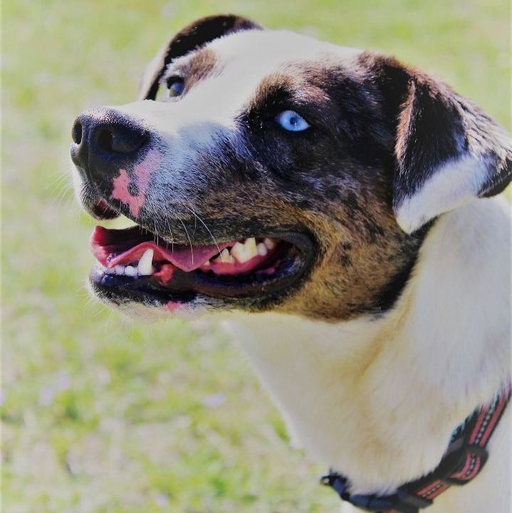 Enlarge *Willow, a Adoptable mixed breed in Justin, TX image 3/11