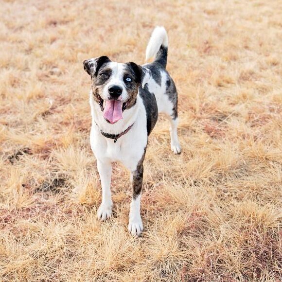 Enlarge *Willow, a Adoptable mixed breed in Justin, TX image 4/11