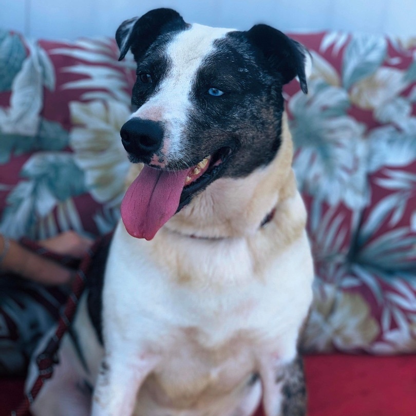 Enlarge *Willow, a Adoptable mixed breed in Justin, TX image 6/6