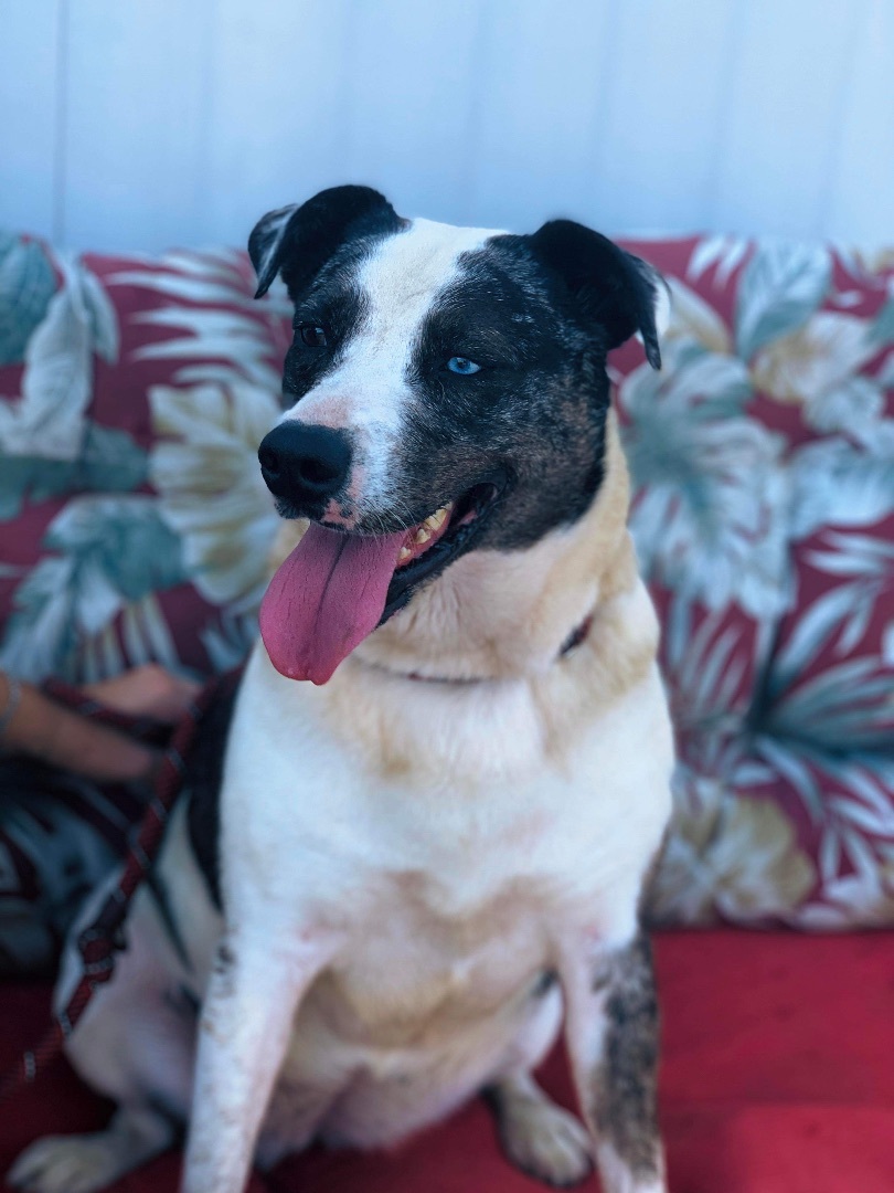 Enlarge *Willow, a Adoptable mixed breed in Justin, TX image 5/11