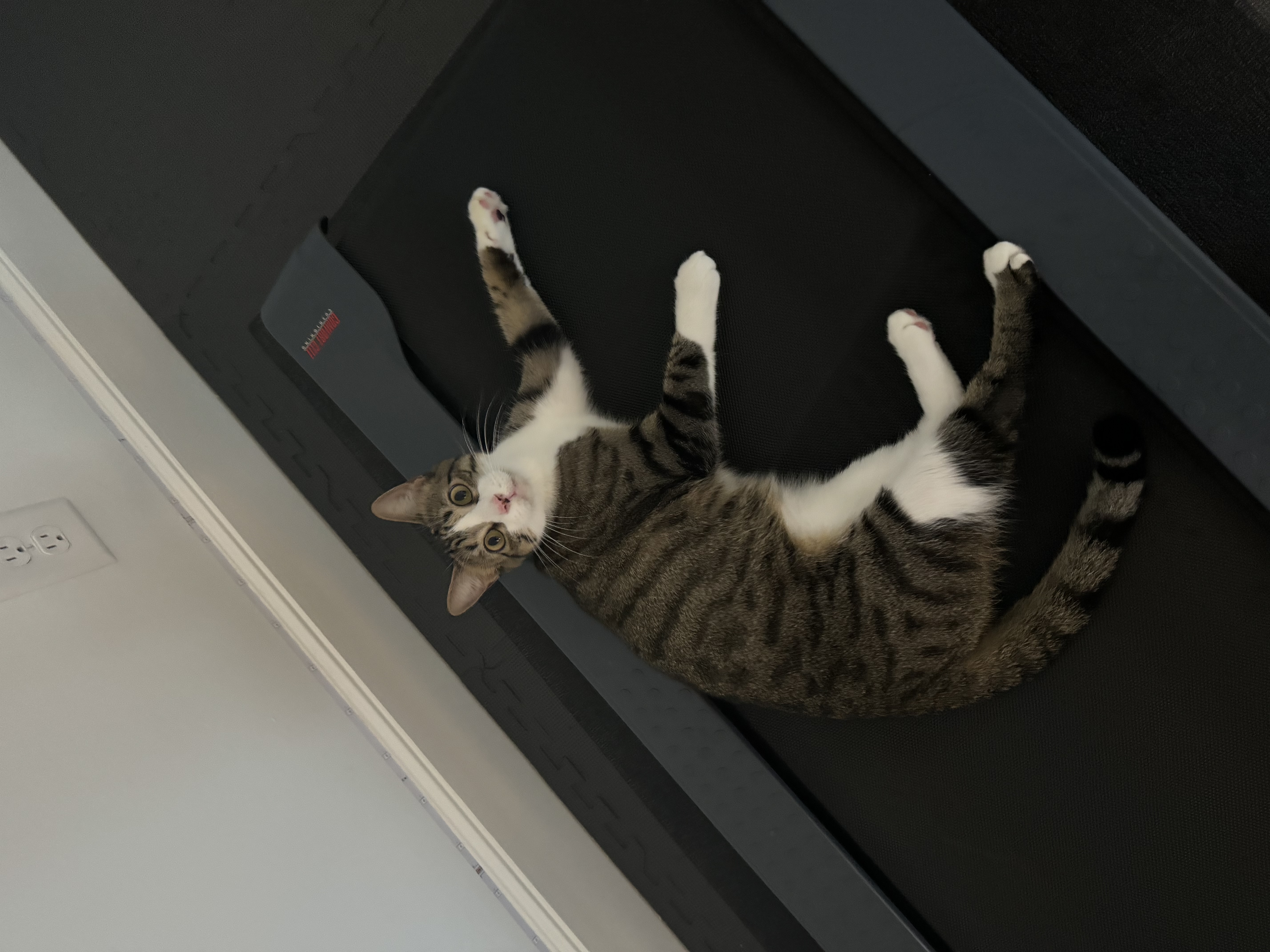 Lily photo 3