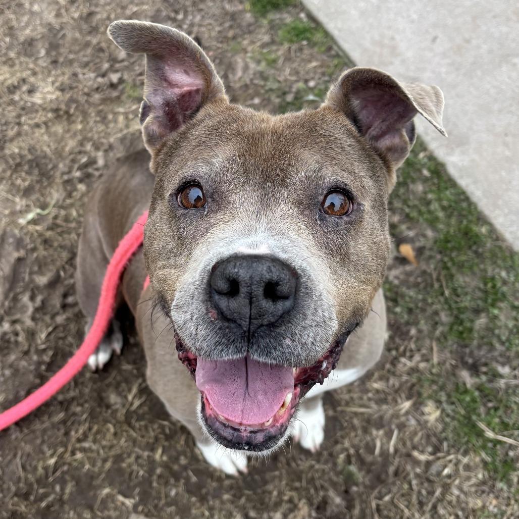 Sheba, Adoptable, Adult Female Pit Bull Terrier.