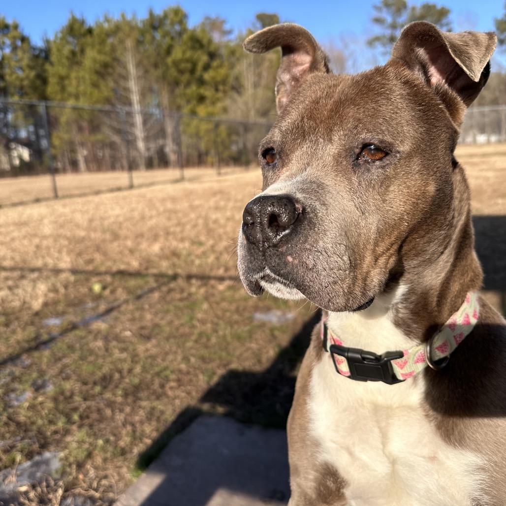 Enlarge Sheba, a Adoptable Pit Bull Terrier in Chesapeake, VA image 2/6