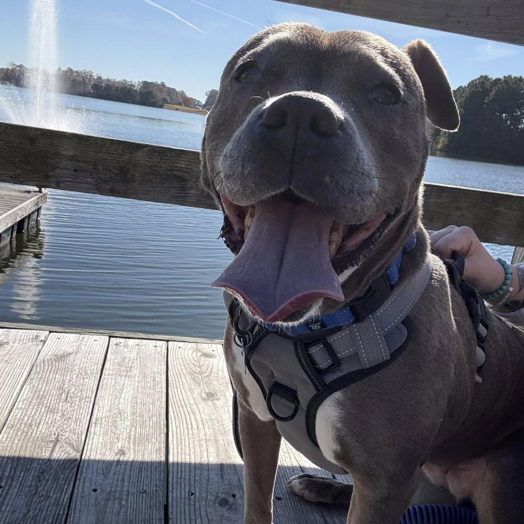 Sheba, Adoptable, Adult Female Pit Bull Terrier.