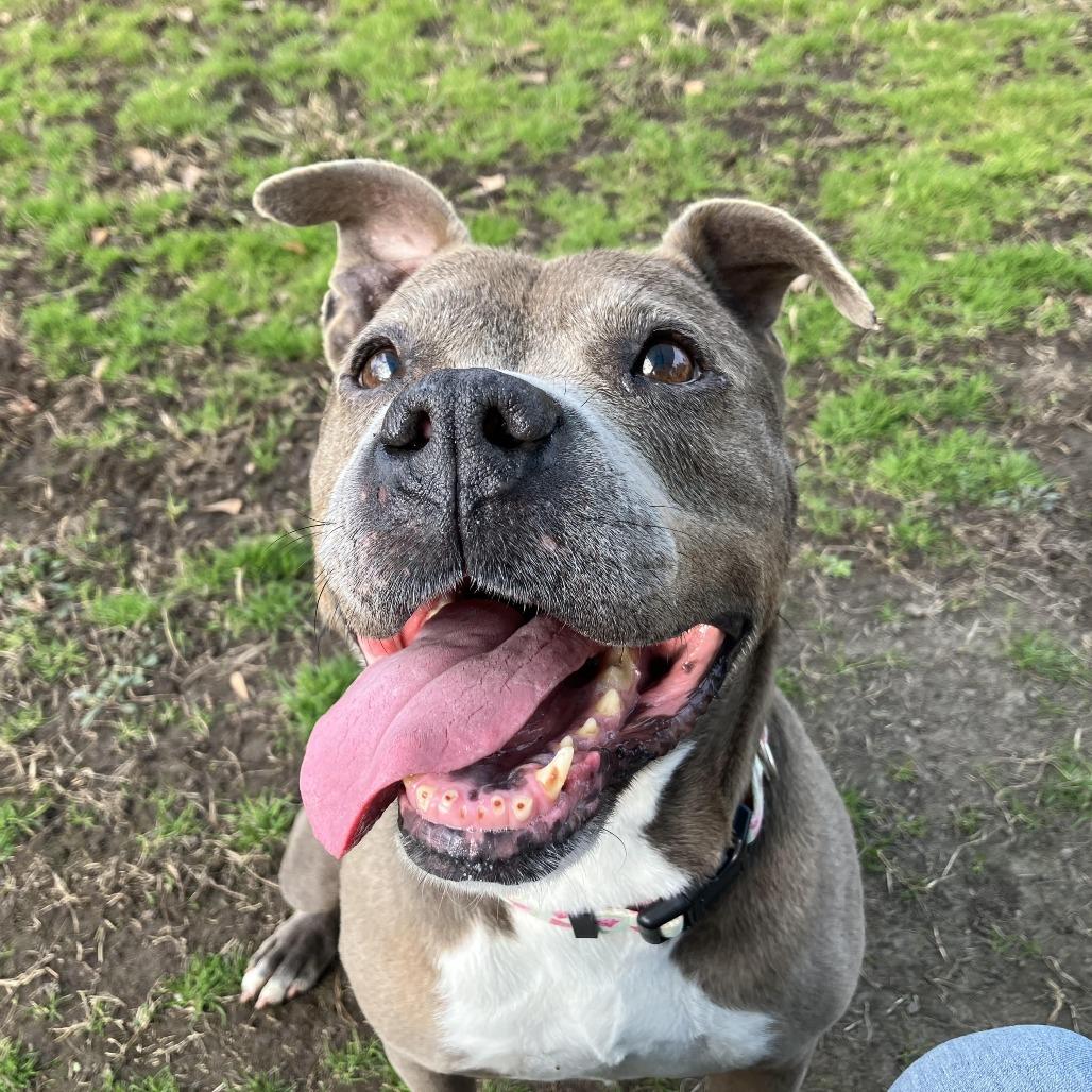 Enlarge Sheba, a Adoptable Pit Bull Terrier in Chesapeake, VA image 4/6