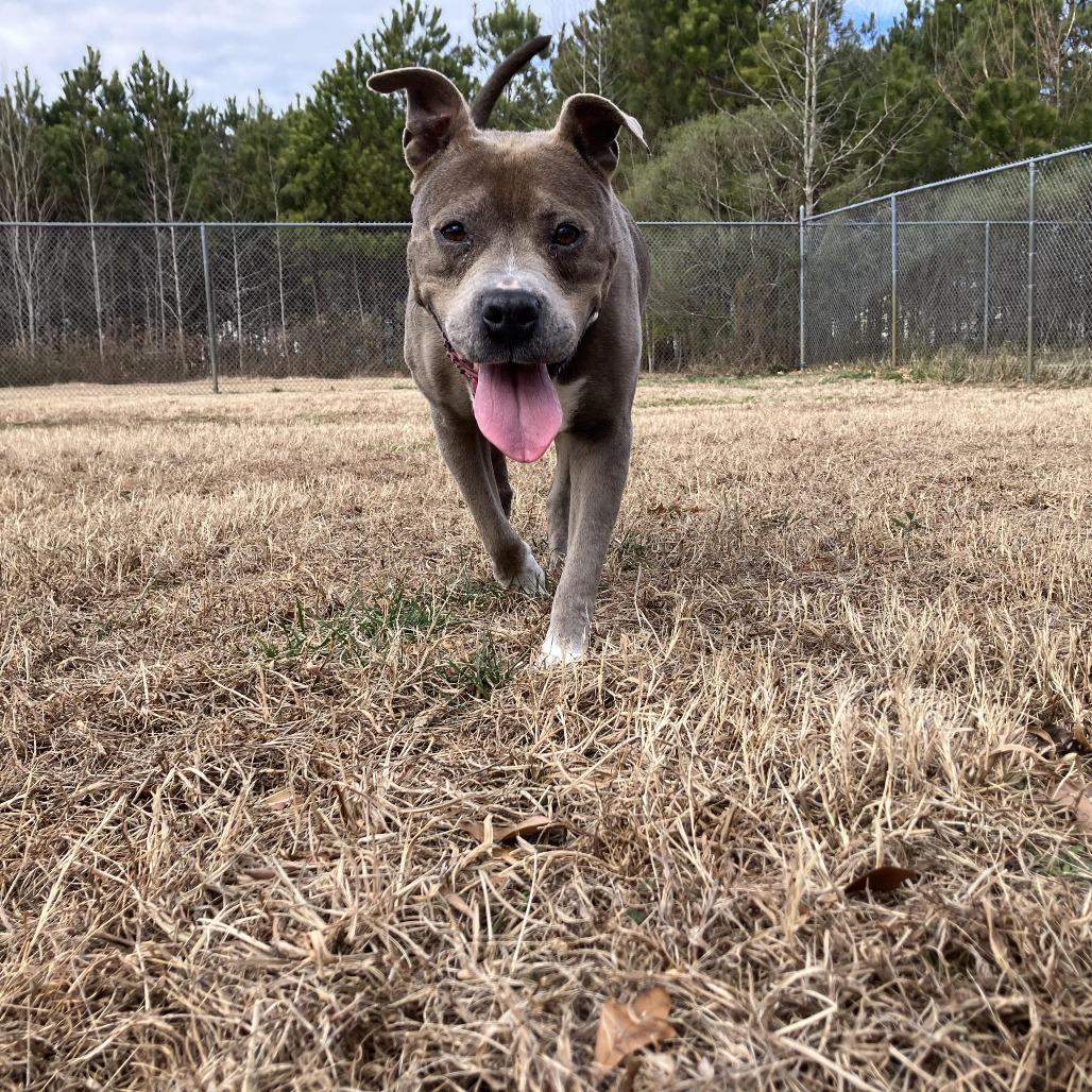 Enlarge Sheba, a Adoptable Pit Bull Terrier in Chesapeake, VA image 5/6