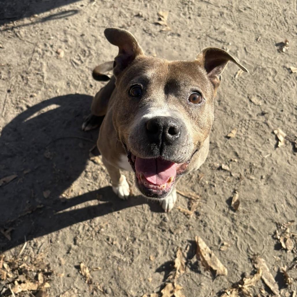 Enlarge Sheba, a Adoptable Pit Bull Terrier in Chesapeake, VA image 6/6
