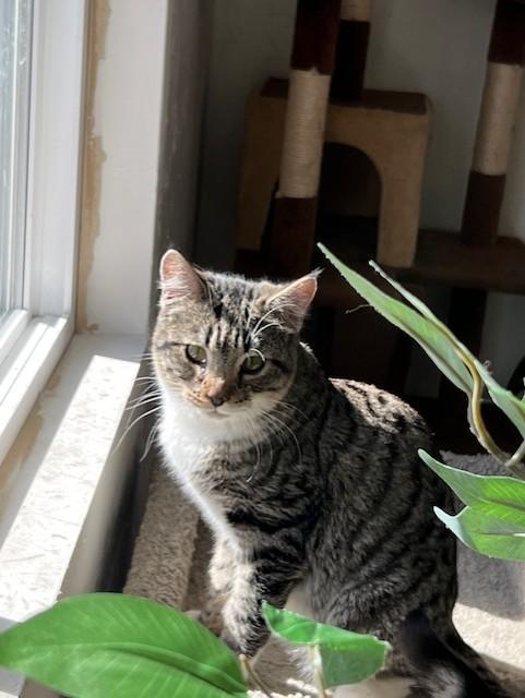 Toby, ADOPTABLE, Young Male Domestic Short Hair.