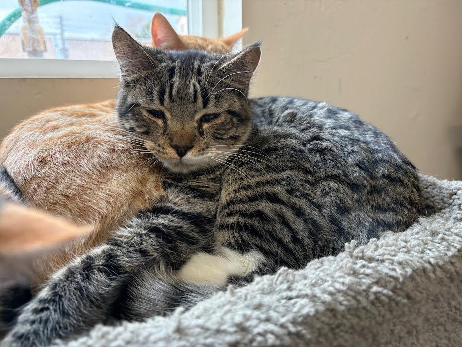 Enlarge Toby, a ADOPTABLE Domestic Short Hair in Carson City, NV image 2/2