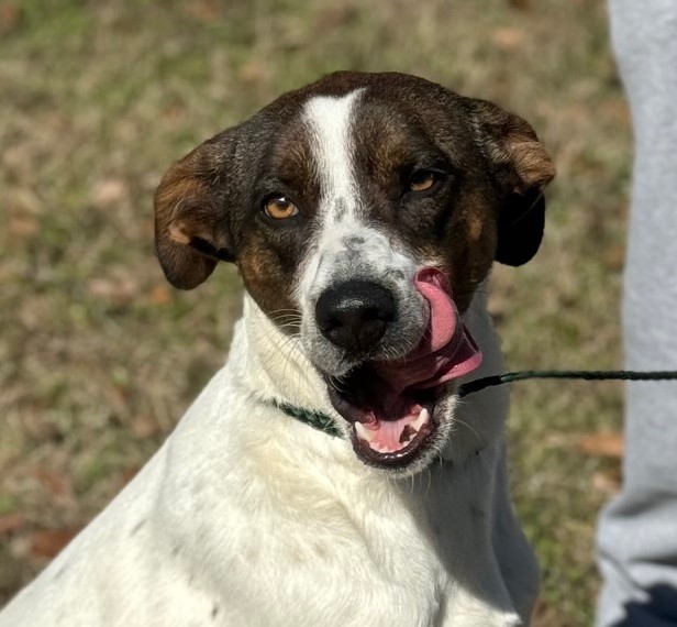 Dog for adoption Sage Aka Sage Girl, a German Shorthaired Pointer
