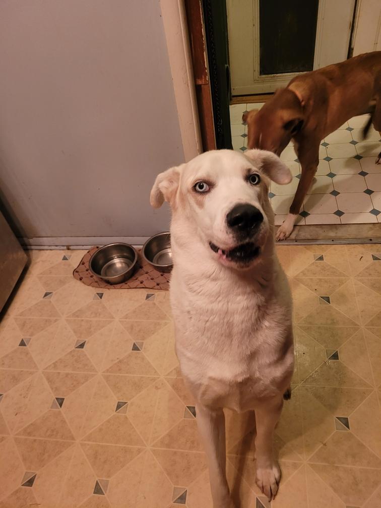 Enlarge Solomon ( I am in a holistic rescue please read my bio), a Adoptable mixed breed in Warren, MI image 2/4