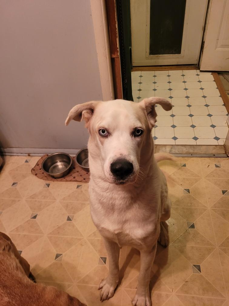 Solomon ( I am in a holistic rescue please read my bio) — thumbnail 2