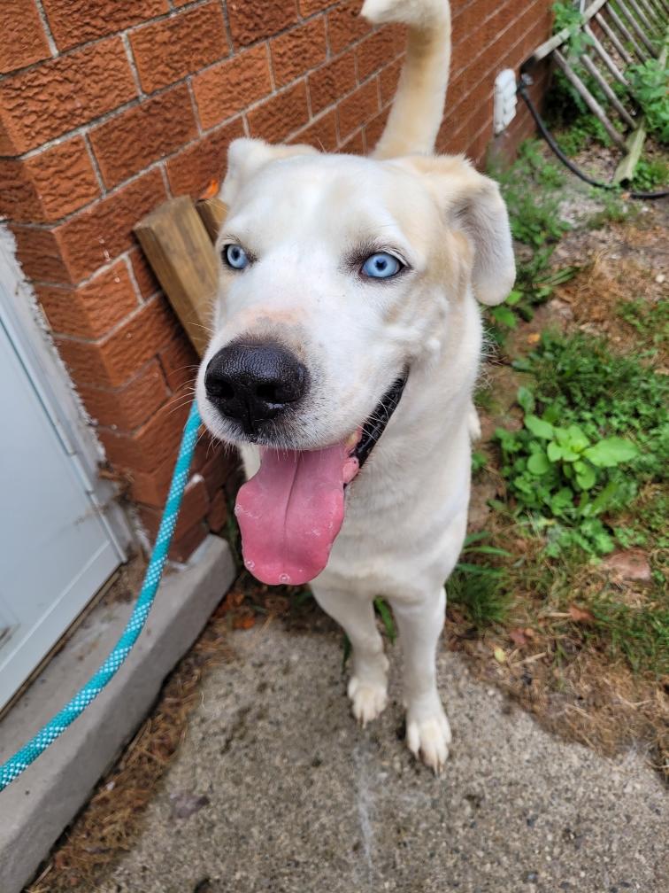 Solomon ( I am in a holistic rescue please read my bio), Adoptable, Senior Male Yellow Labrador Retriever & Husky.