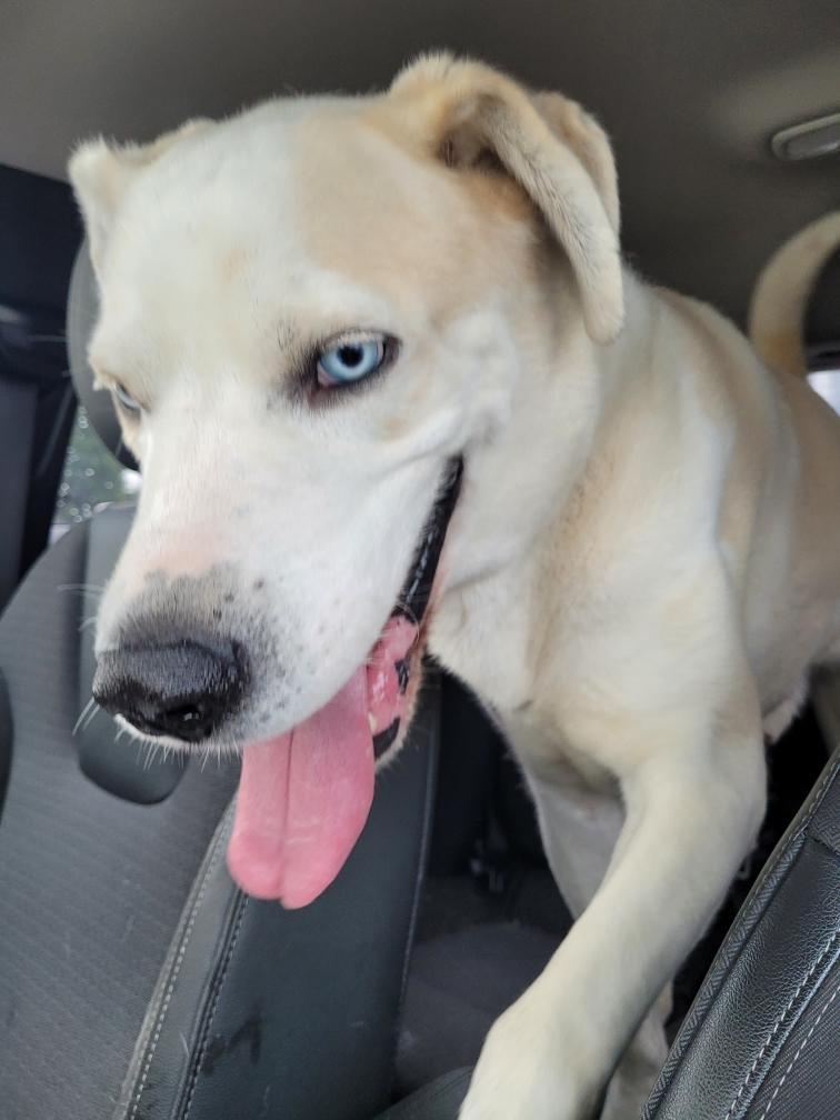 Enlarge Solomon ( I am in a holistic rescue please read my bio), a Adoptable mixed breed in Warren, MI image 4/4