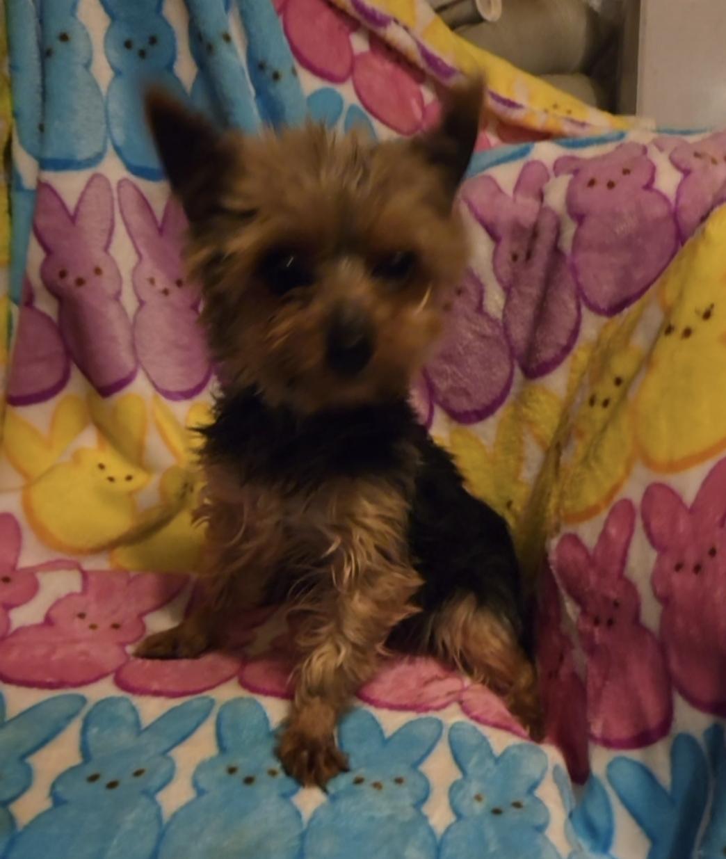 Tiny 3 lb. F YORKIE  "Bitzy", ADOPTABLE, Adult Female Yorkshire Terrier.