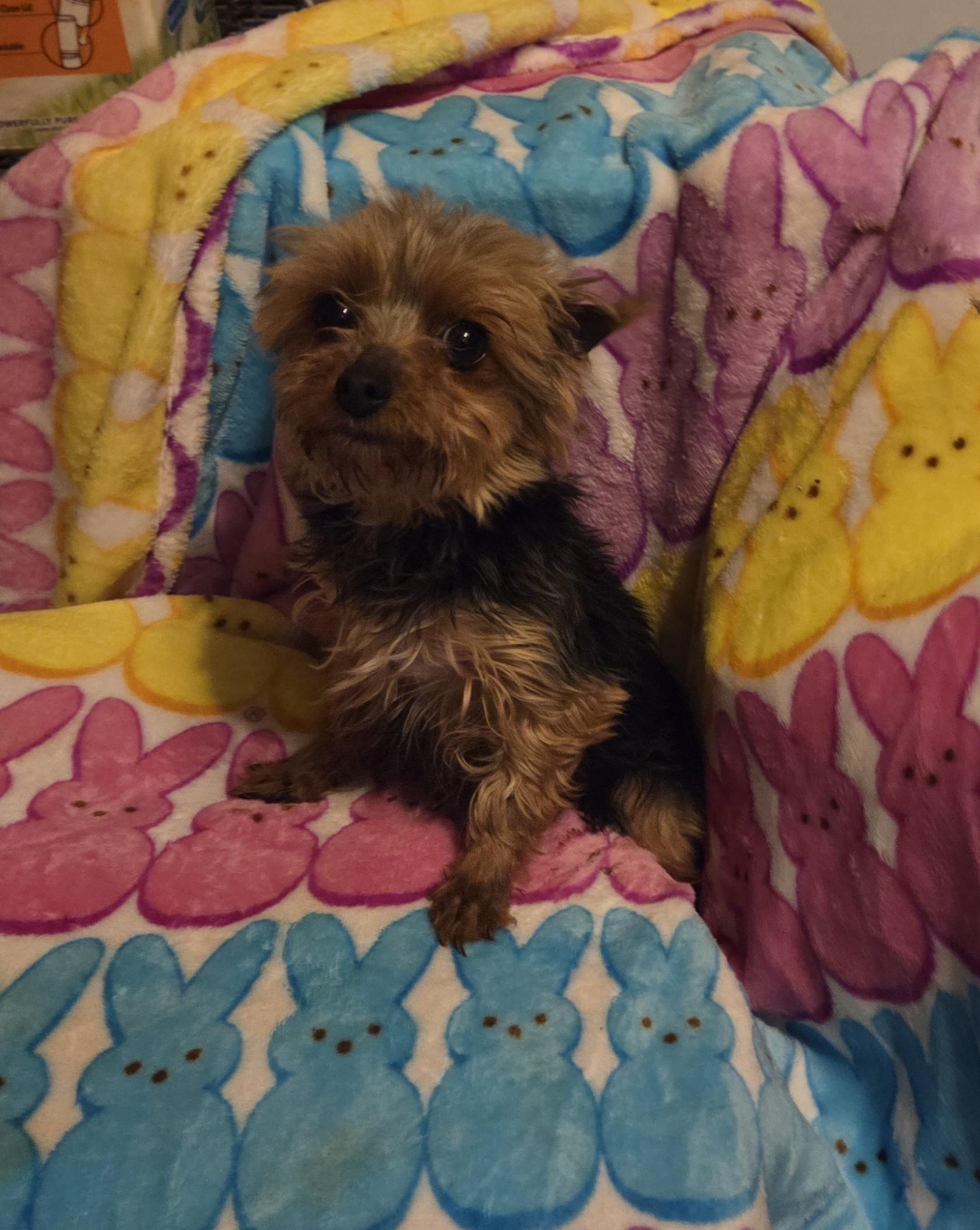 Enlarge Tiny 3 lb. F YORKIE  "Bitzy", a ADOPTABLE Yorkshire Terrier in Woodsfield, OH image 2/3
