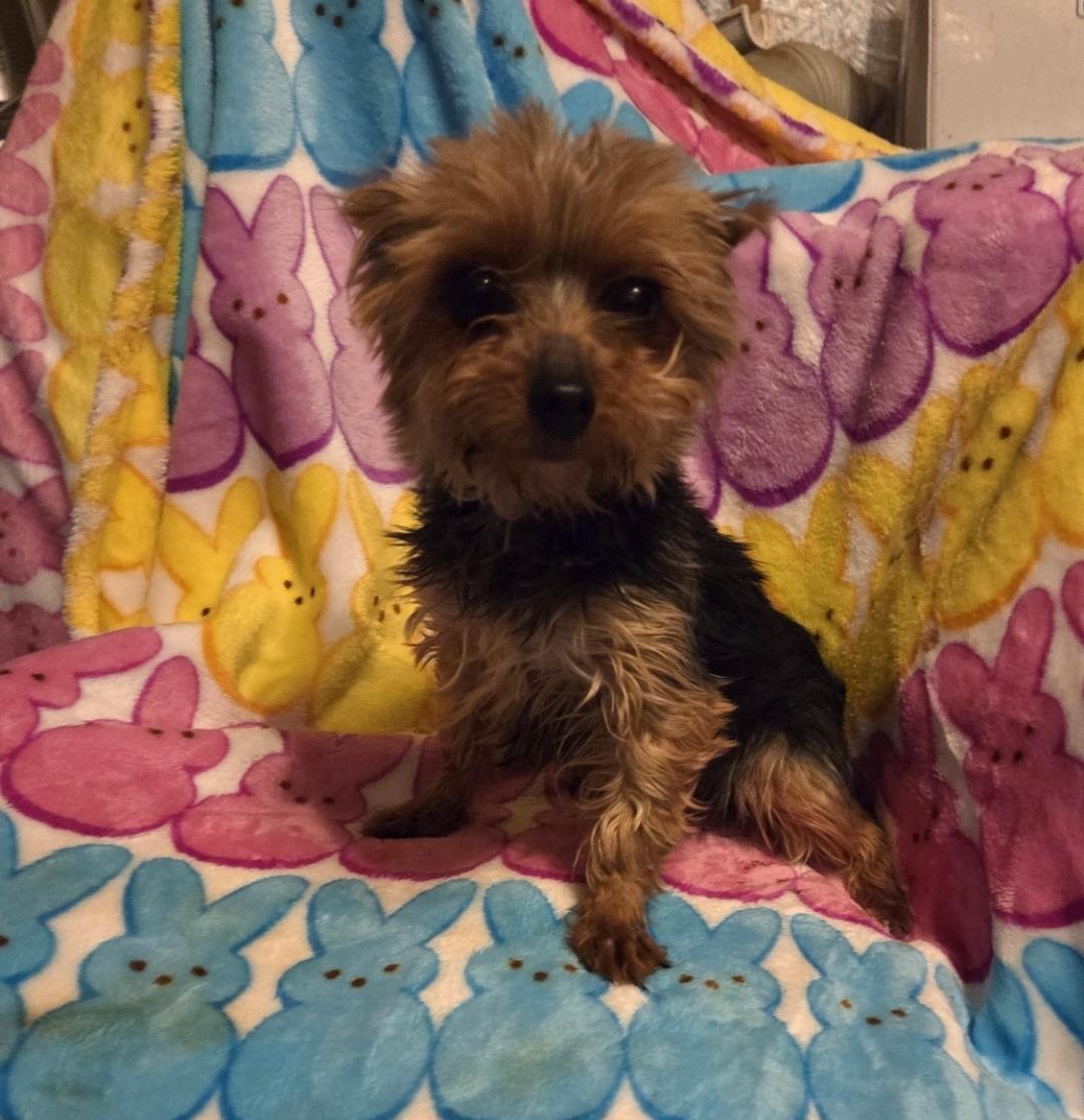 Enlarge Tiny 3 lb. F YORKIE  "Bitzy", a ADOPTABLE Yorkshire Terrier in Woodsfield, OH image 3/3