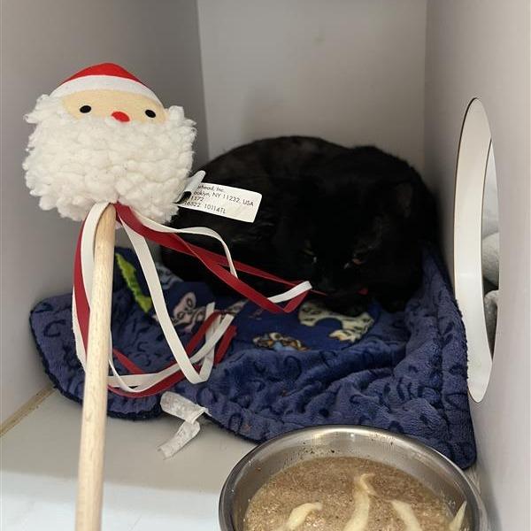 Samadhi — thumbnail 2