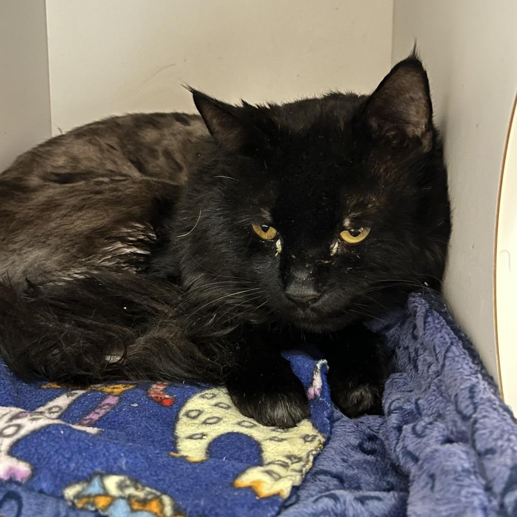 Samadhi — thumbnail 3