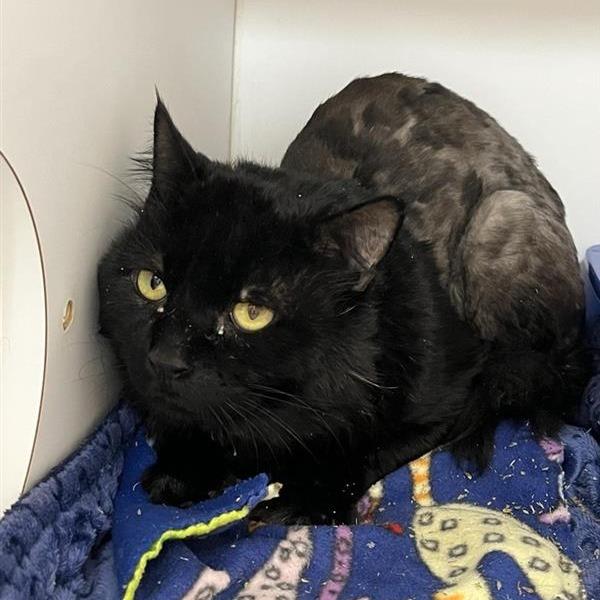 Samadhi — thumbnail 4