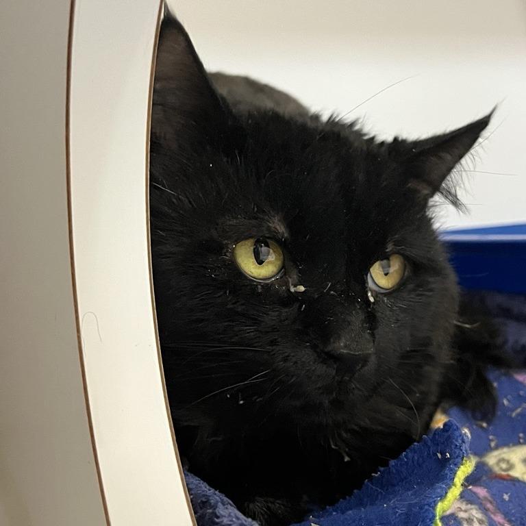 Samadhi — thumbnail 5