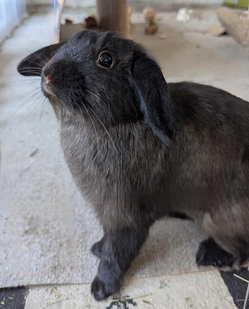 Nestle, Adoptable, Young Female Bunny Rabbit.