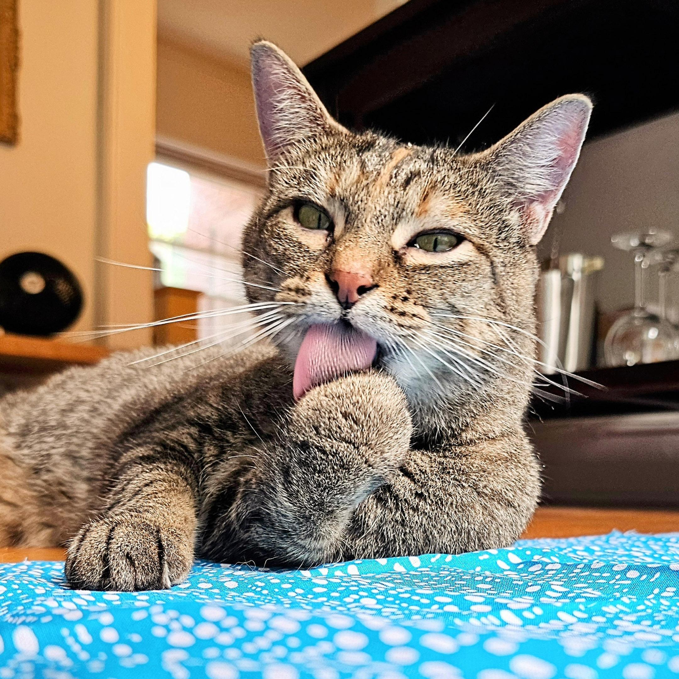 Enlarge Shiloh, a Adoptable Torbie in Chicago, IL image 1/6