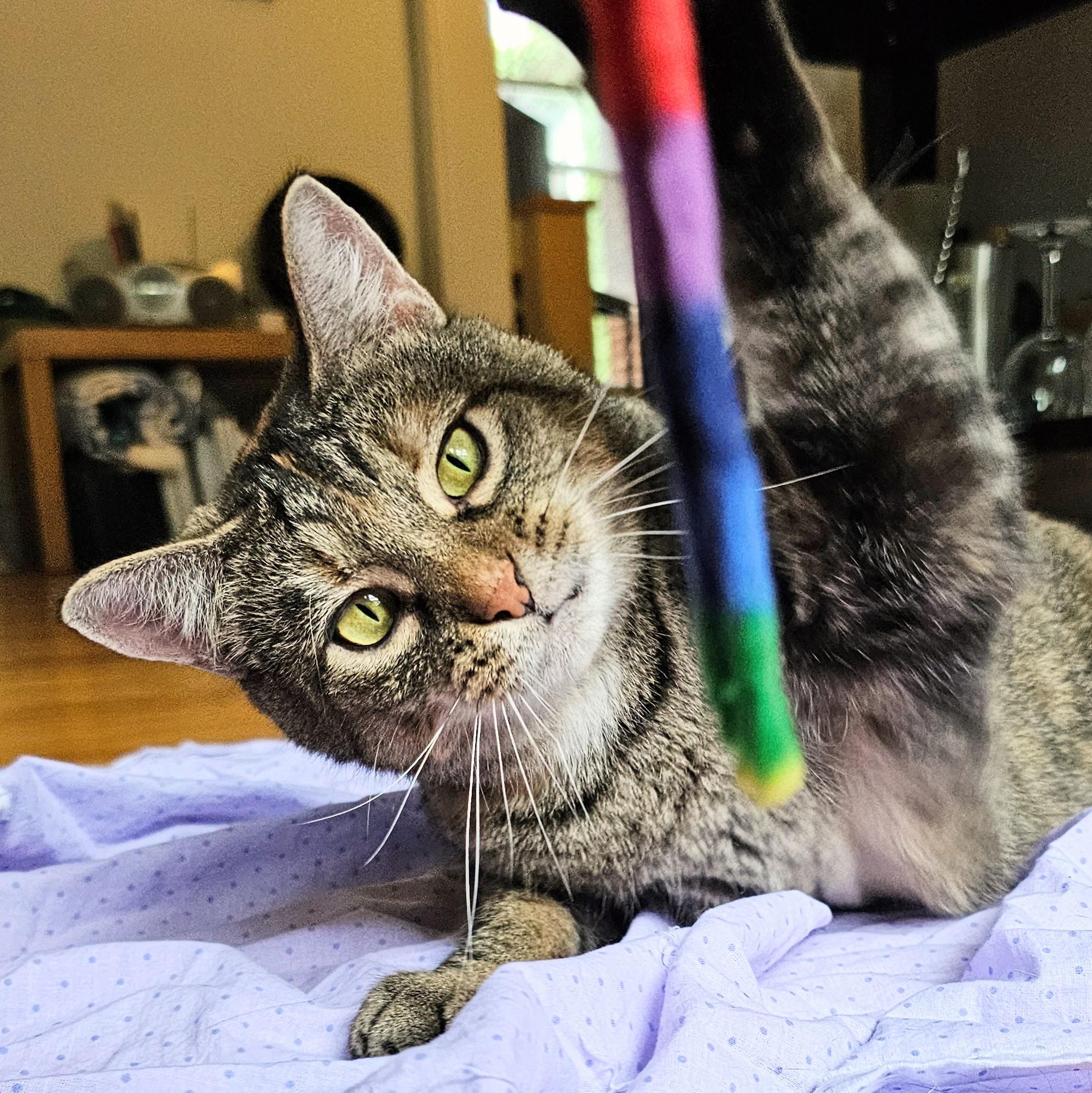 Enlarge Shiloh, a Adoptable Torbie in Chicago, IL image 2/6