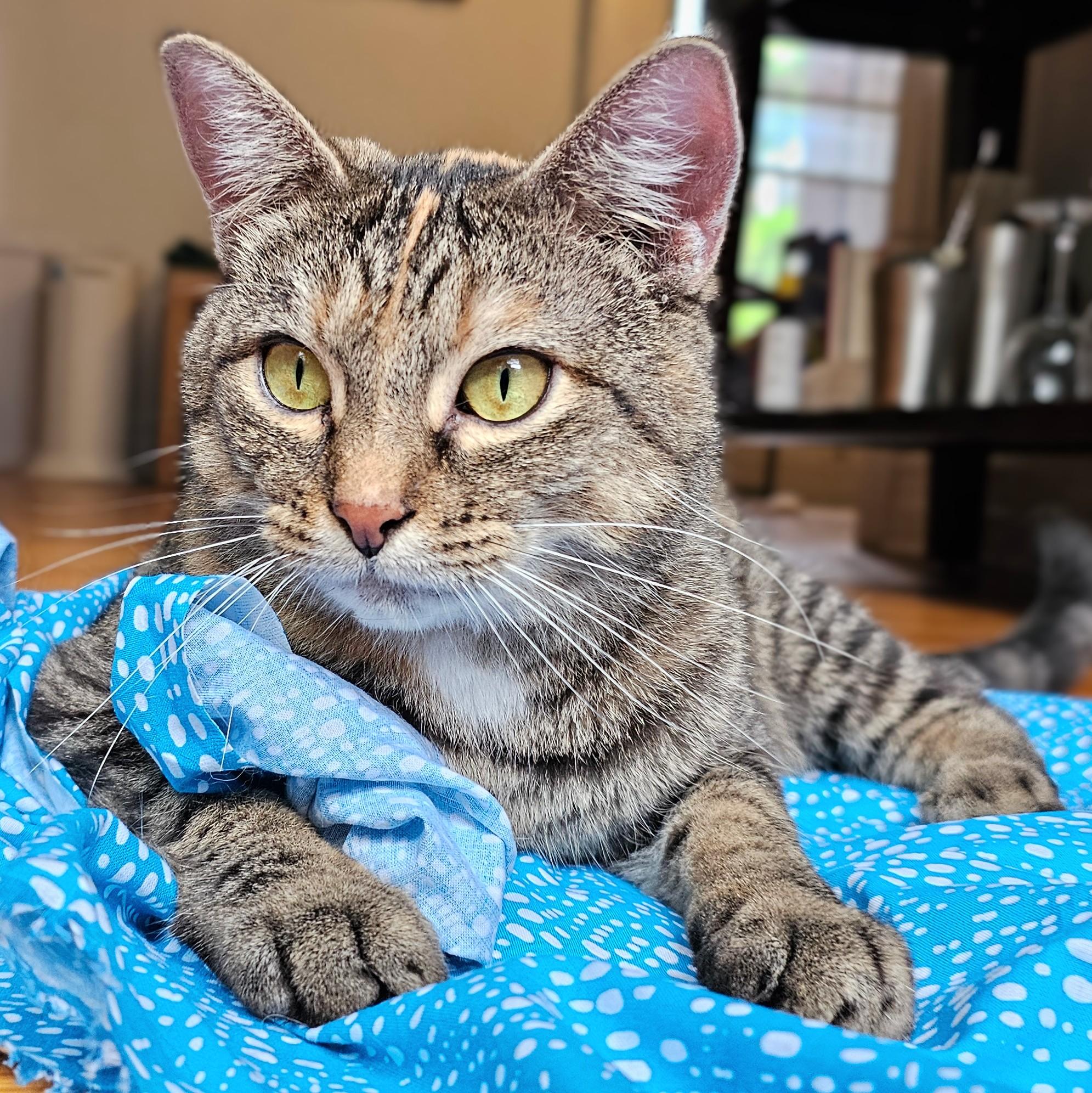 Enlarge Shiloh, a Adoptable Torbie in Chicago, IL image 3/6