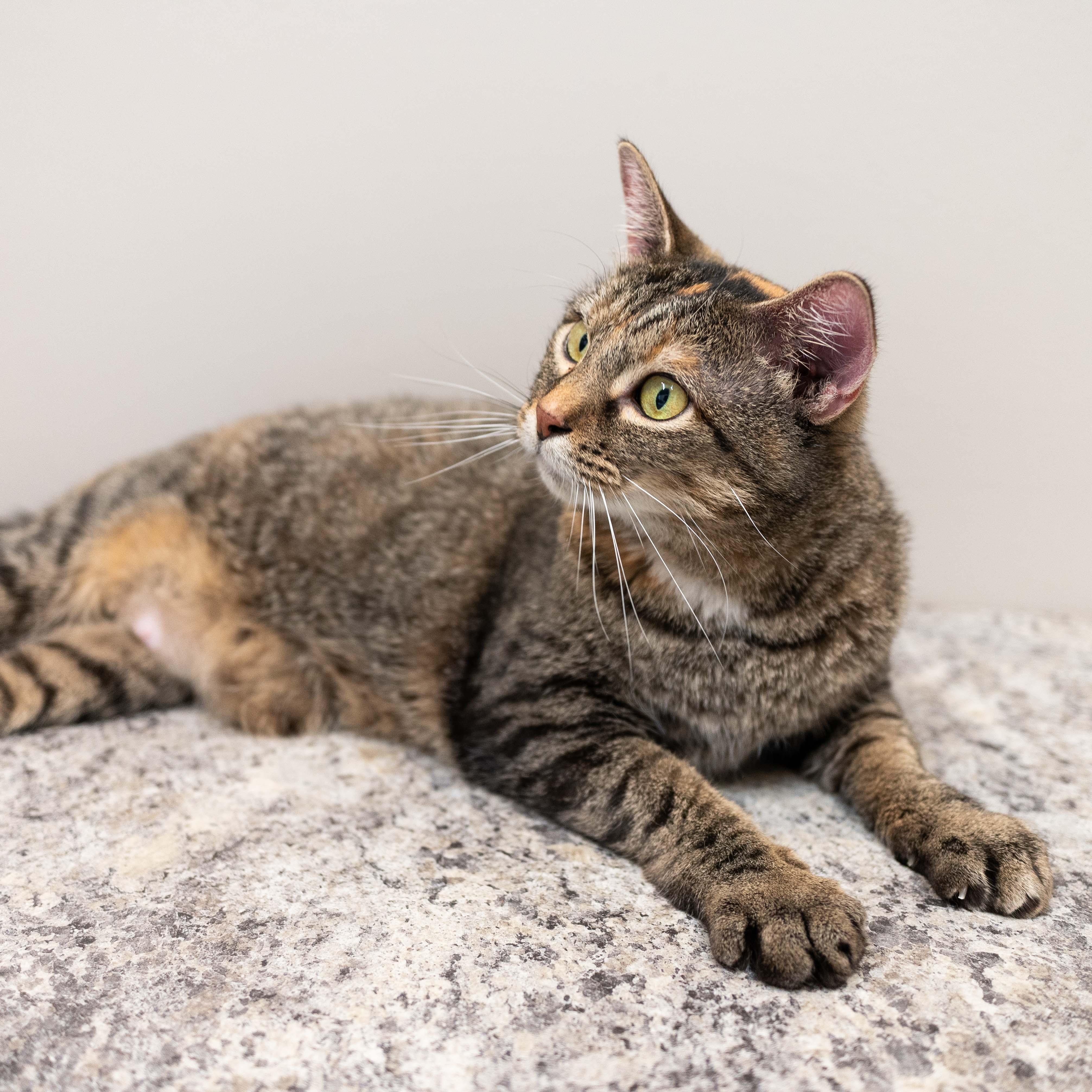 Enlarge Shiloh, a Adoptable Torbie in Chicago, IL image 4/6