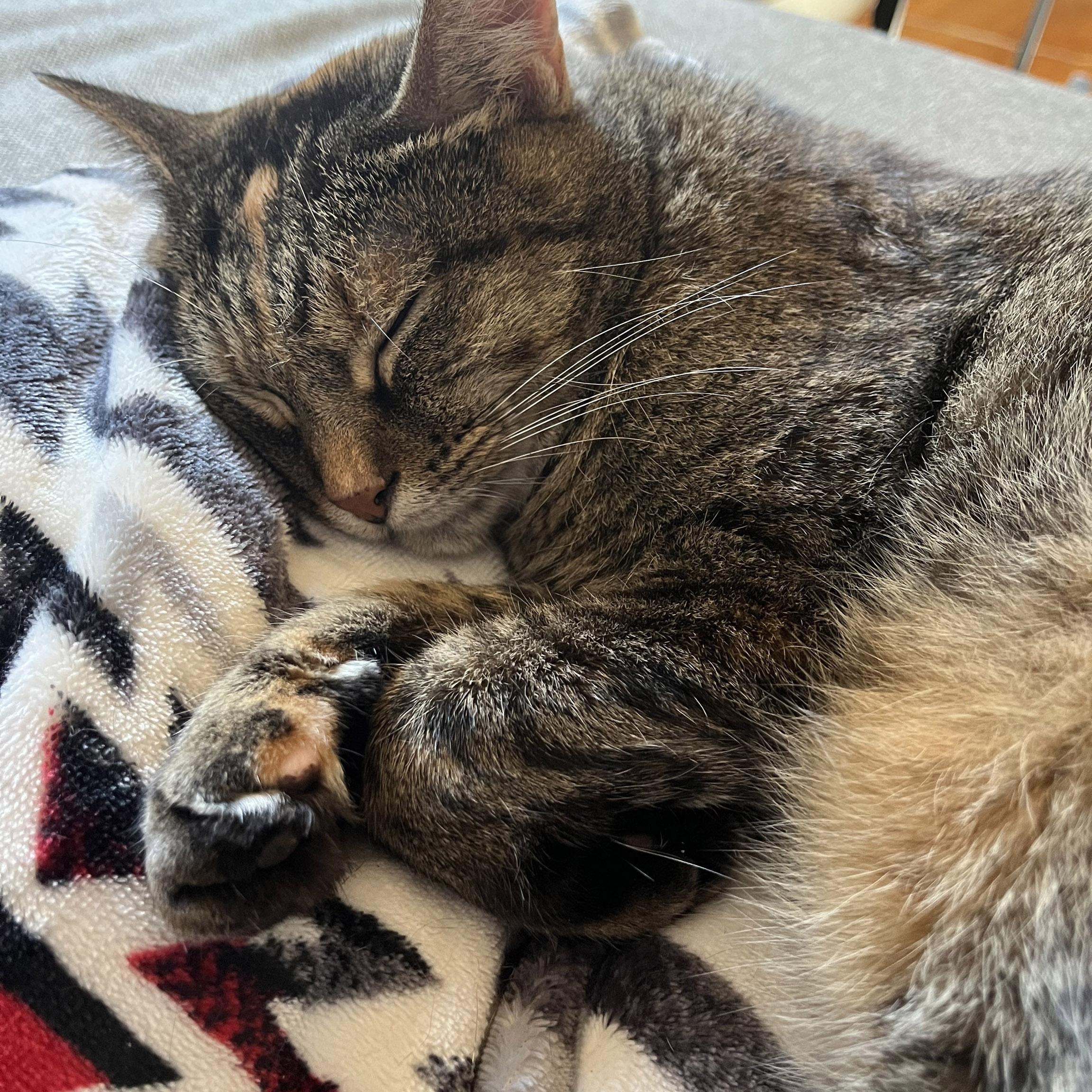 Enlarge Shiloh, a Adoptable Torbie in Chicago, IL image 6/6