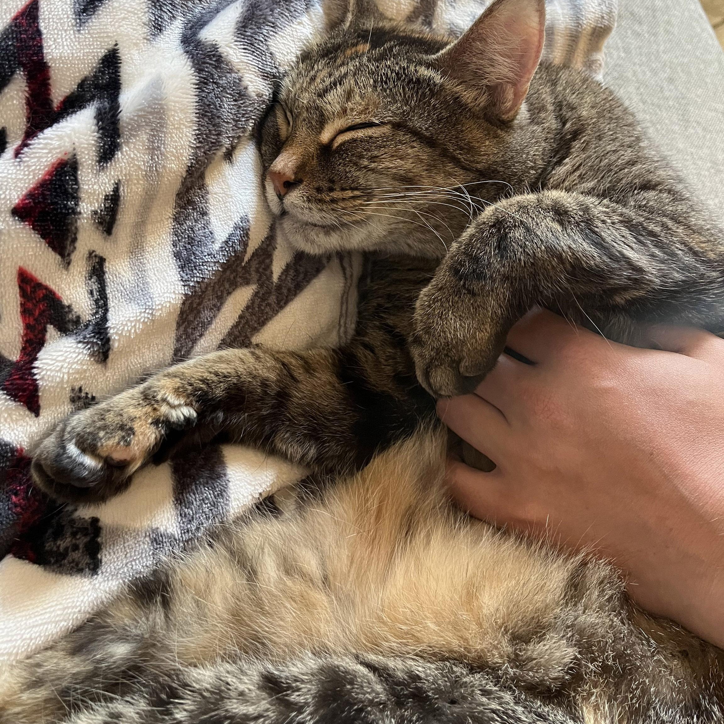 Enlarge Shiloh, a Adoptable Torbie in Chicago, IL image 3/6