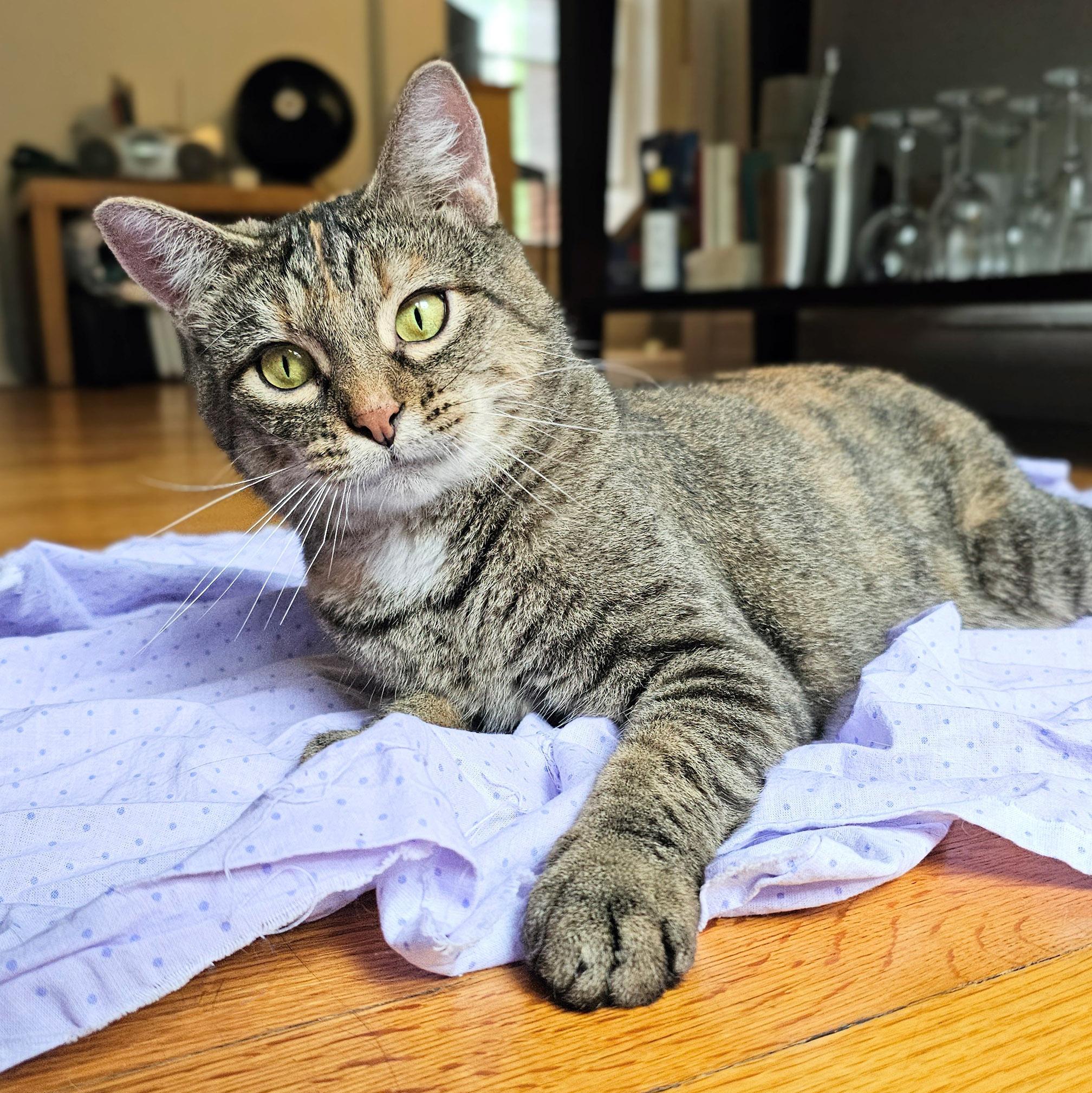 Enlarge Shiloh, a Adoptable Torbie in Chicago, IL image 5/6