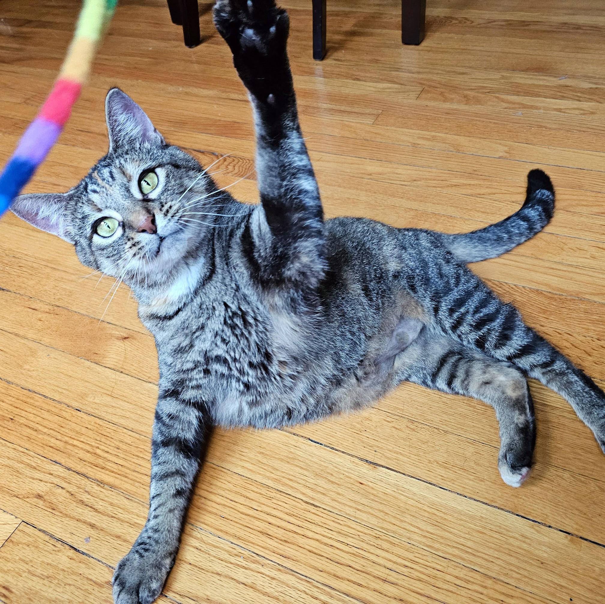 Enlarge Shiloh, a Adoptable Torbie in Chicago, IL image 6/6