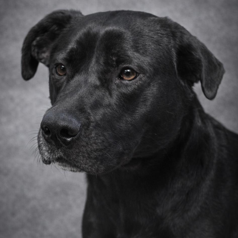 Rita, Adoptable, Adult Female Mixed Breed.