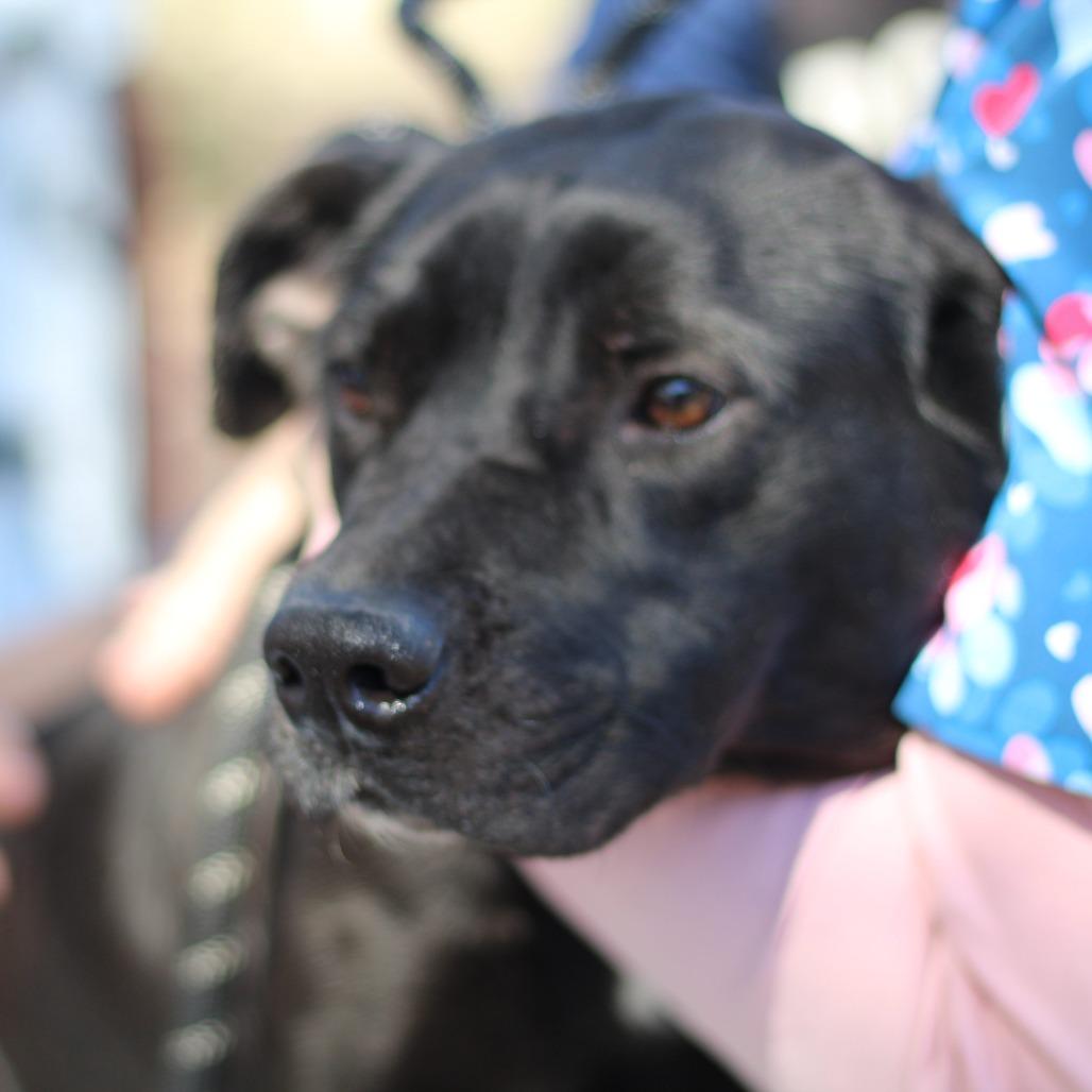 Enlarge Rita, a Adoptable Mixed Breed in Donalsonville, GA image 2/2